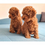 Purebred Poodle Puppies Gallery Image