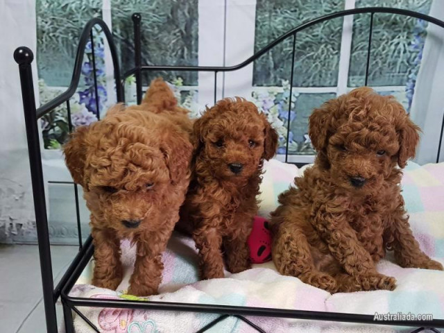 Purebred Poodle Puppies