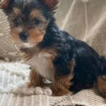 Yorkie puppies Gallery Image