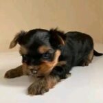 Yorkie puppies Gallery Image