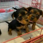 Yorkshire puppies for sale Gallery Image