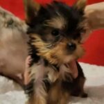 Yorkie puppies Gallery Image