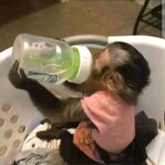 Bueatyfull capuchin and marmoset Monkeys for sale Gallery Image