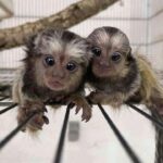 Bueatyfull capuchin and marmoset Monkeys for sale Gallery Image