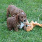 Beautiful Shihpoochon puppies for sale Gallery Image