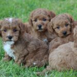 Beautiful Shihpoochon puppies for sale Gallery Image