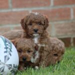 Beautiful Shihpoochon puppies for sale Gallery Image