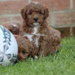 Beautiful Shihpoochon puppies for sale Gallery Image