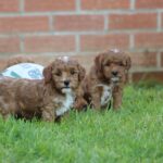 Beautiful Shihpoochon puppies for sale Gallery Image