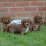 Beautiful Shihpoochon puppies for sale Gallery Image