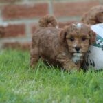 Beautiful Shihpoochon puppies for sale Gallery Image