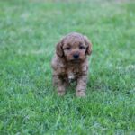 Beautiful Shihpoochon puppies for sale Gallery Image