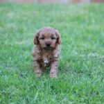 Beautiful Shihpoochon puppies for sale Gallery Image