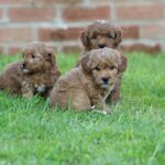 Beautiful Shihpoochon puppies for sale Gallery Image