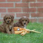 Beautiful Shihpoochon puppies for sale Gallery Image