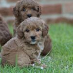 Beautiful Shihpoochon puppies for sale Gallery Image