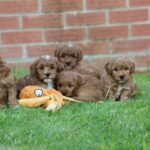 Beautiful Shihpoochon puppies for sale Gallery Image