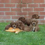 Beautiful Shihpoochon puppies for sale Gallery Image