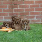 Beautiful Shihpoochon puppies for sale Gallery Image