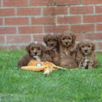 Beautiful Shihpoochon puppies for sale Gallery Image