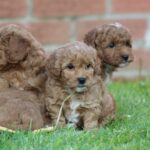 Beautiful Shihpoochon puppies for sale Gallery Image