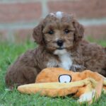 Beautiful Shihpoochon puppies for sale Gallery Image