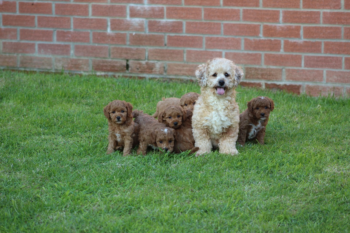 Beautiful Shihpoochon puppies for sale