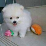 Pomeranian Puppies For Sale Gallery Image