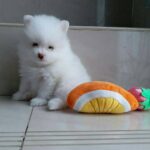 Pomeranian Puppies For Sale Gallery Image