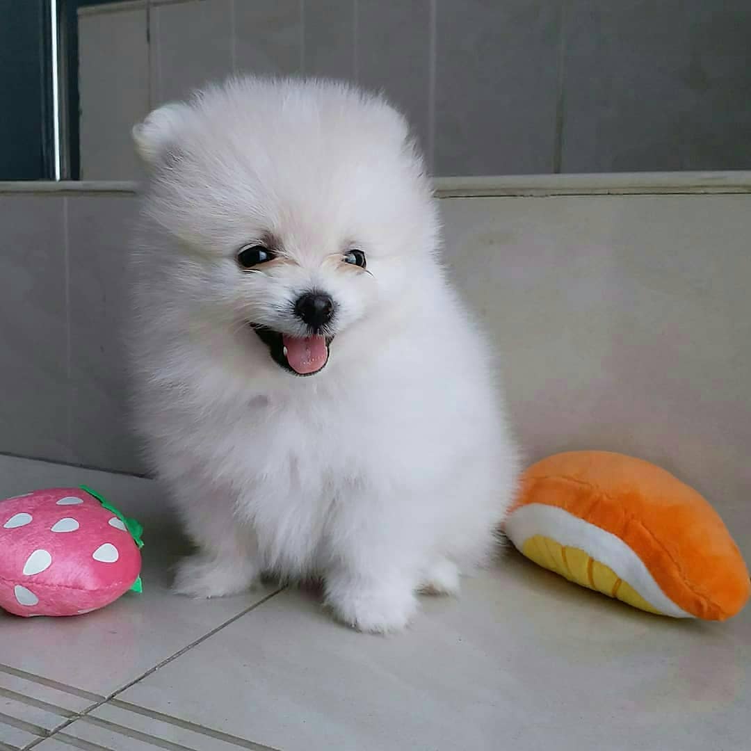 Pomeranian Puppies For Sale