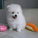 Pomeranian Puppies For Sale Gallery Image