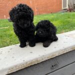 Purebred Poodle Puppies Gallery Image