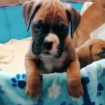 Gorgeous KC registered Boxer litter Gallery Image