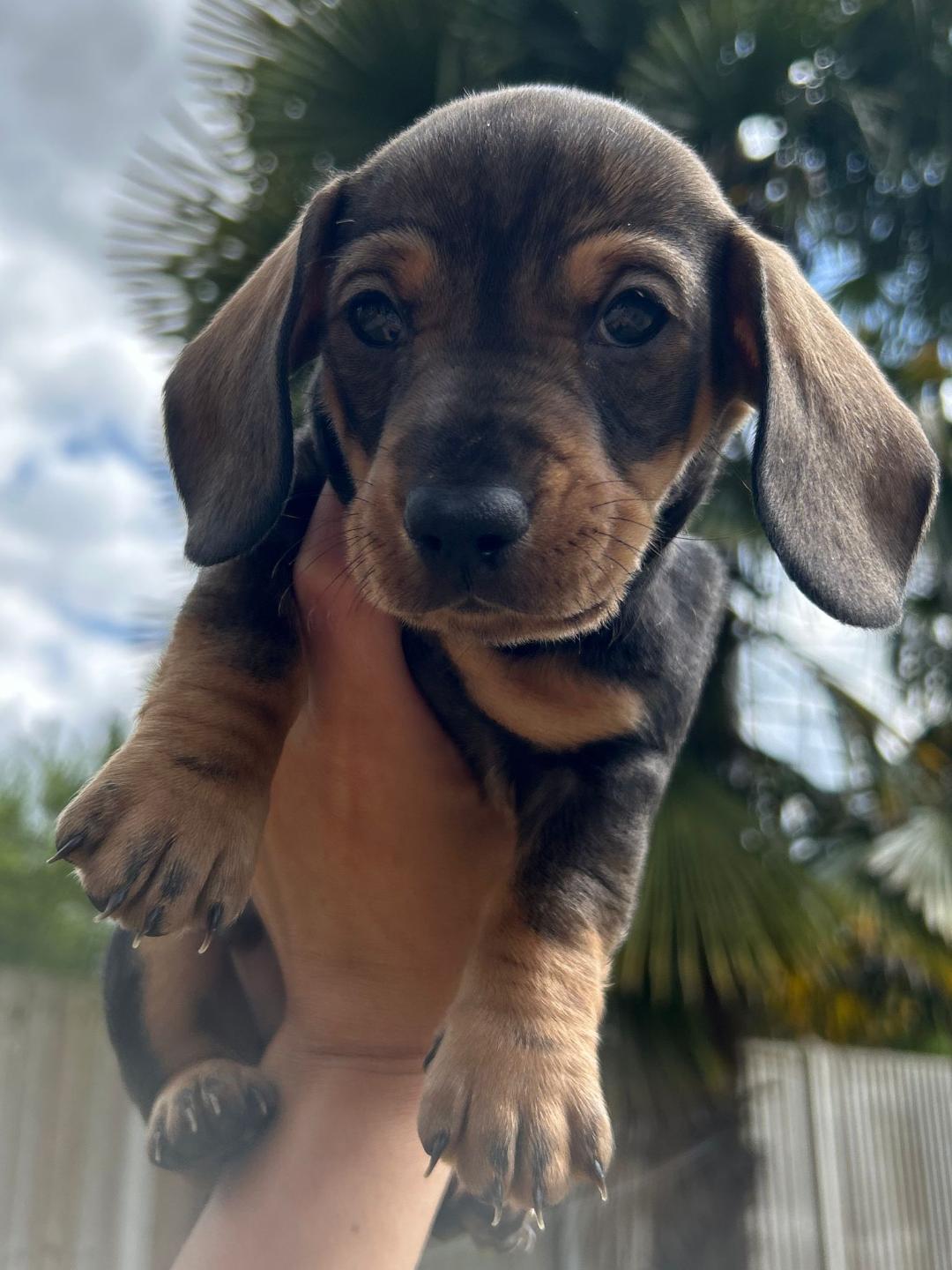 BEAUTIFUL MALE MINIATURE DACHSHUND PUPS