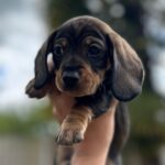 BEAUTIFUL MALE MINIATURE DACHSHUND PUPS Gallery Image