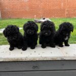 Purebred Poodle Puppies Gallery Image