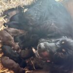 6 Beautiful cockapoo pups looking for forever home Gallery Image