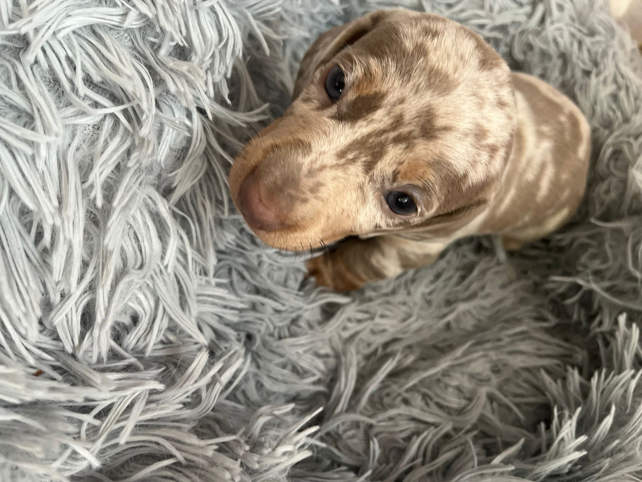 Gorgeous miniature daschunds isabella dapple & tan