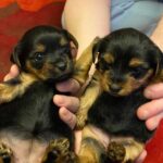 Adorable Yorkshire puppies Gallery Image