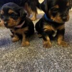 Adorable Yorkshire puppies Gallery Image