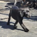 Labrador puppies for sale Gallery Image