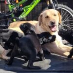 Labrador puppies for sale Gallery Image