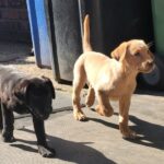 Labrador puppies for sale Gallery Image