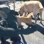 Labrador puppies for sale Gallery Image