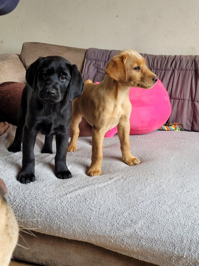 Labrador puppies for sale