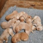 Gorgeous litter of 10 labrador puppies for sale Gallery Image