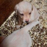 Gorgeous litter of 10 labrador puppies for sale Gallery Image