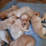 Gorgeous litter of 10 labrador puppies for sale Gallery Image