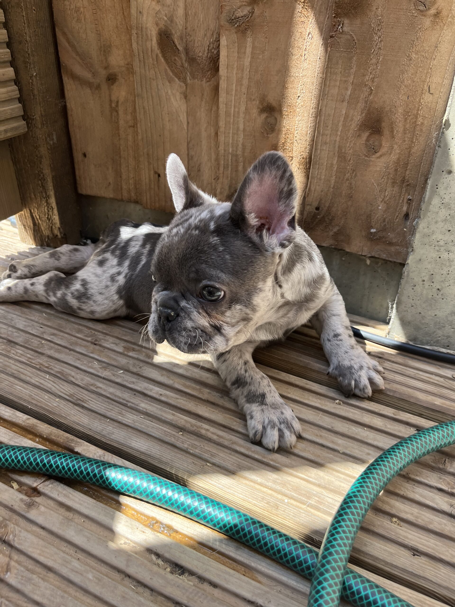 Kc beautiful French bulldogs