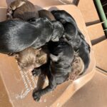 6 beautiful cockapoo pups need a forever home Gallery Image